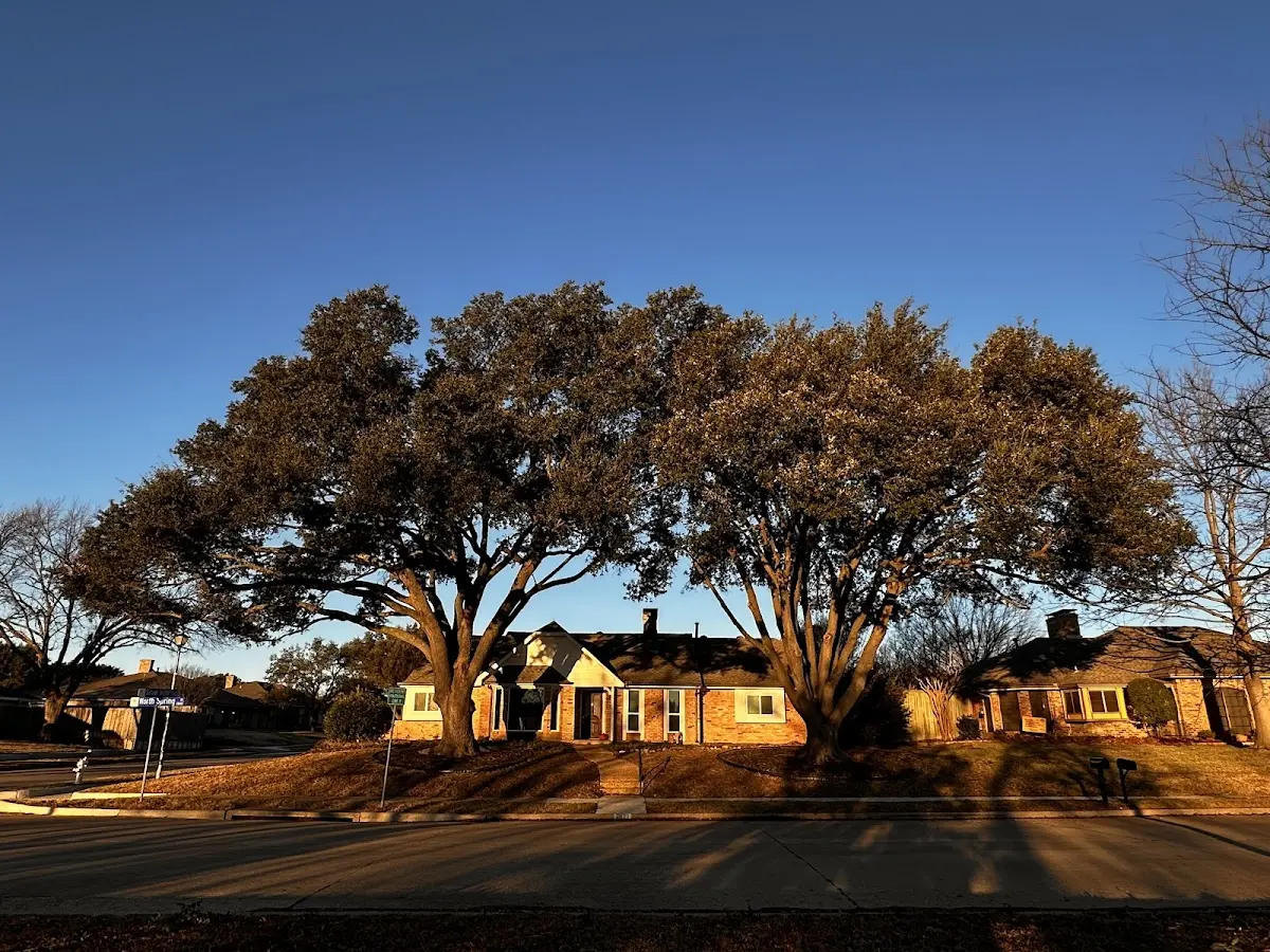 Established residential canopy tree shading a home in Lafayette